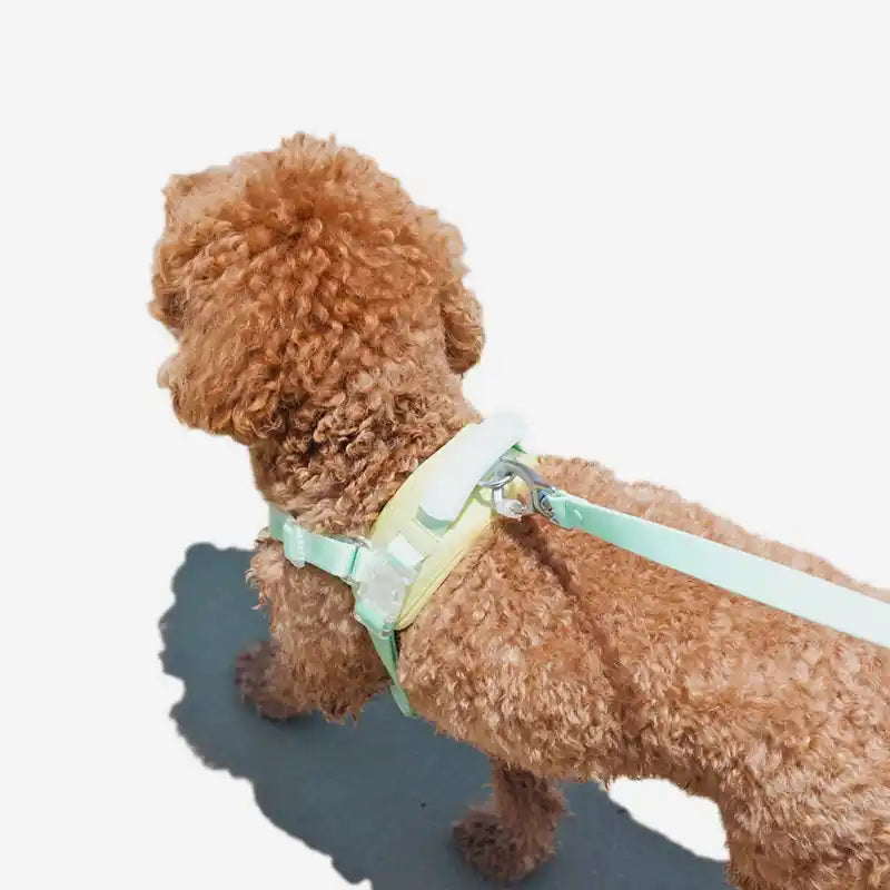 green and yellow jelly dog harness