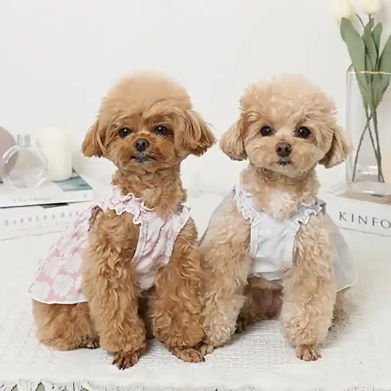 poodles modeling daisy dresses front