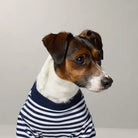 jack russell wearing polo striped big pony logo dog crewneck shirt