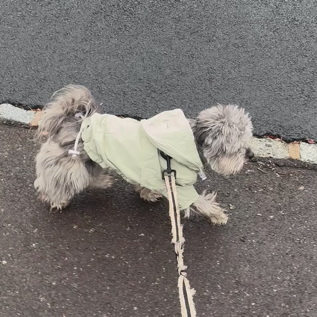 dog walking in moss green miamore raincoat