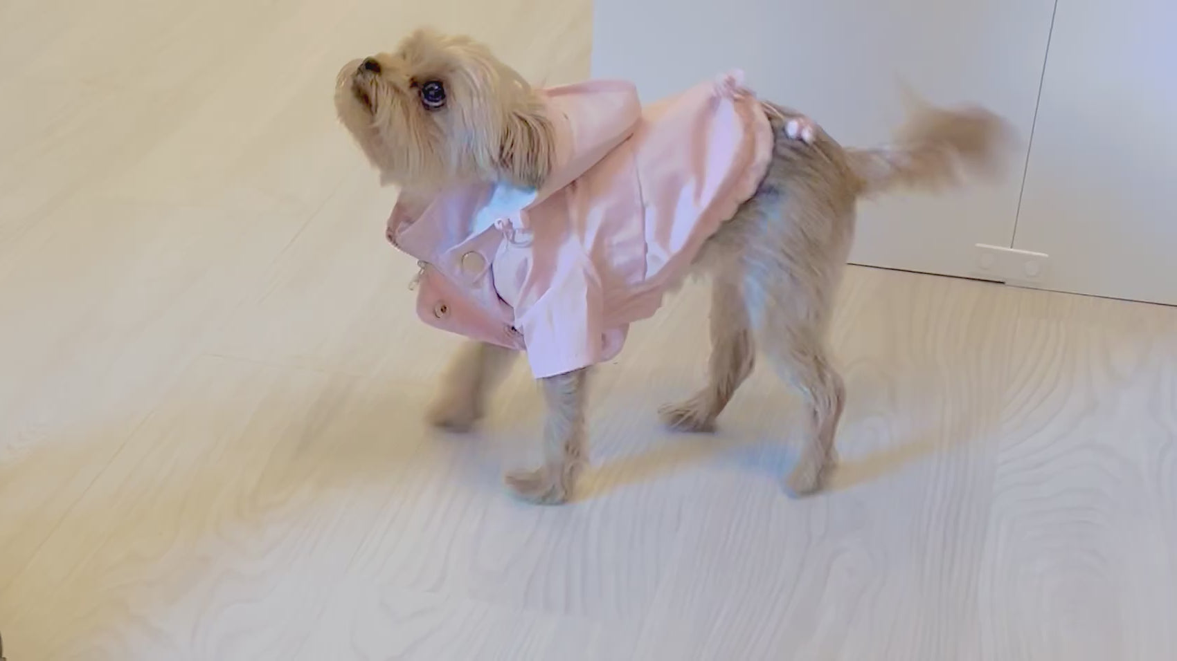 yorkie mix wearing miamore pink raincoat
