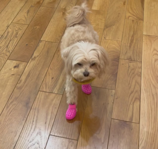 maltipoo wearing hot pink wagwear mojave booties