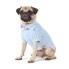 Pug wearing a light blue polo shirt on a white background