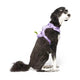 side view of dog wearing lavender everything neoprene harness