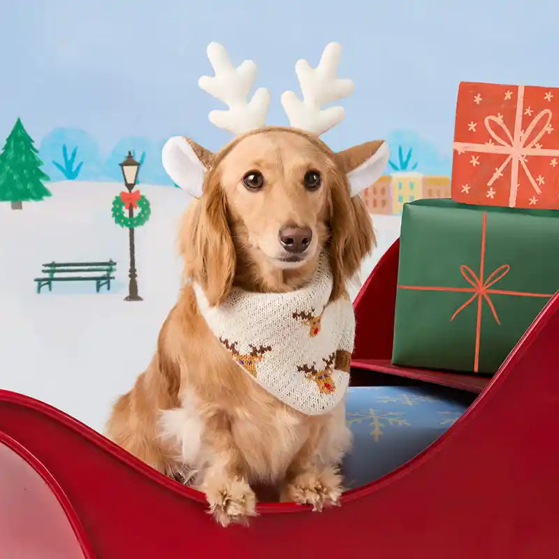 Dachsund wearing  cream knit bandana with adorned with red nosed reindeers 
