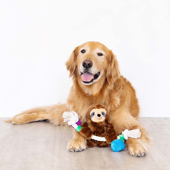 golden retrienver with sloth hanging on Christmas lights dog toy diagram