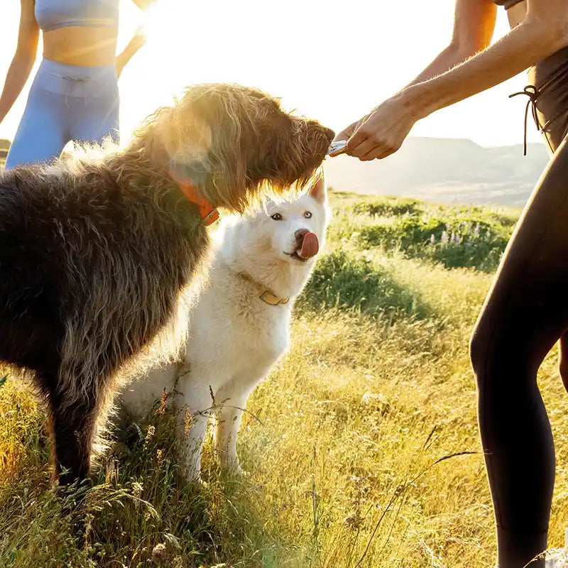 Dog being fed Rigby Organic Chicken Dog Treat Pouch