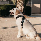 dog wearing roam black harness