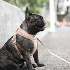 A Frenchie wearing the beige Roam Luxe Dog Harness 
