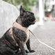 A Frenchie wearing the beige Roam Luxe Dog Harness 