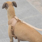 A dog wearing a beige Roam Luxe Dog Harness with a crossed strap design 