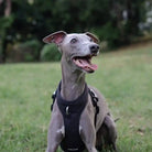 grey iggy wearing roam black harness