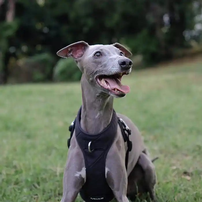 grey iggy wearing roam black harness