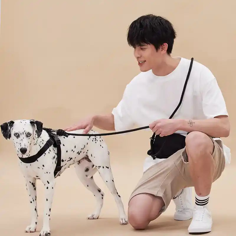 Man kneeling next to a Dalmatian dog wearing the black rover harness on a beige background