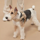 Dog wearing the tan rover harness on a beige background