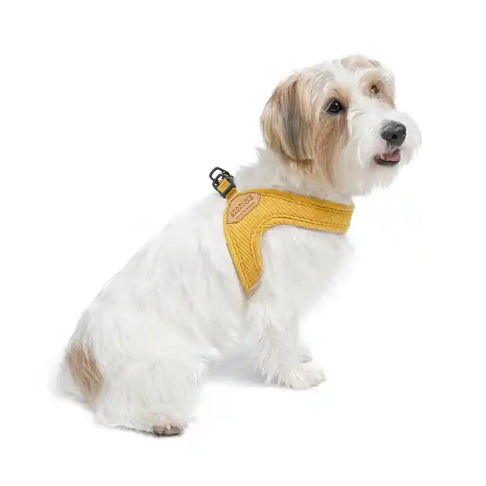 dog wearing roy easy buckle up harness