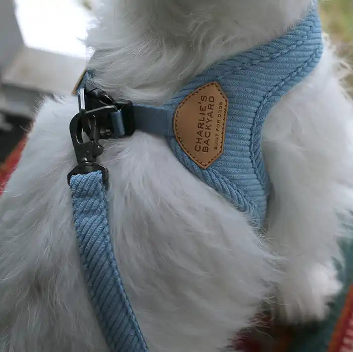 closeup of roy sky blue easy buckle up harness