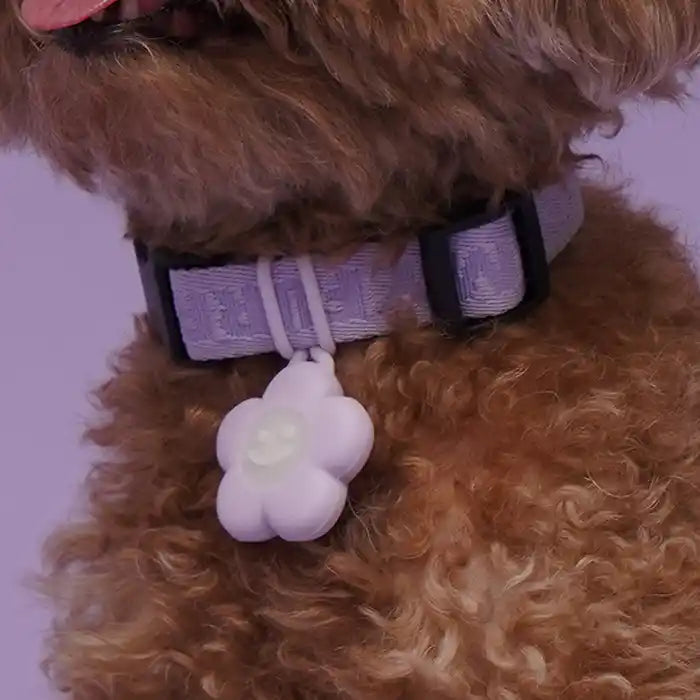 lavender safety LED light on dog's collar