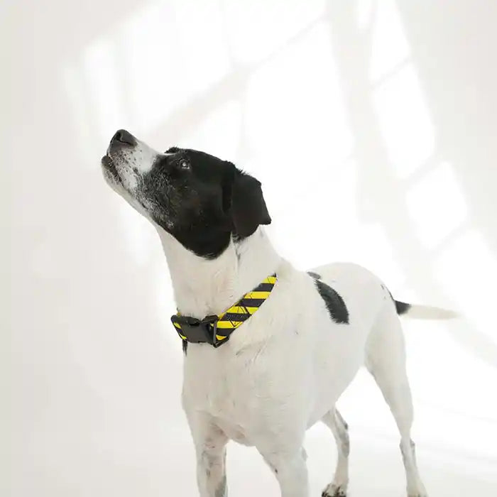 Off white collar dog online