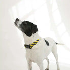dog wearing saint rue yield collar