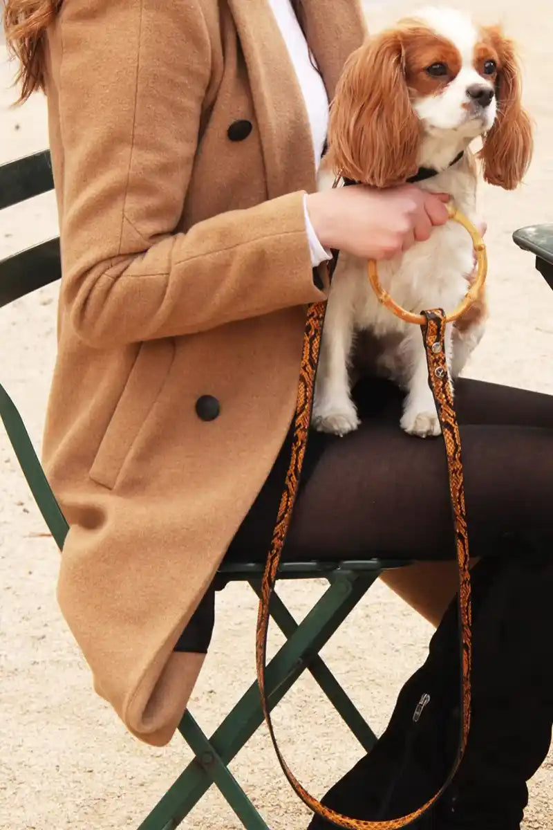 woman holding sasha leash with a cavalier king charles dog on her lap