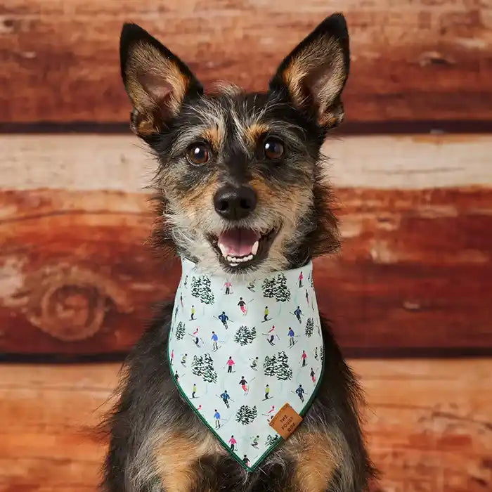 dog wearing skier bandana