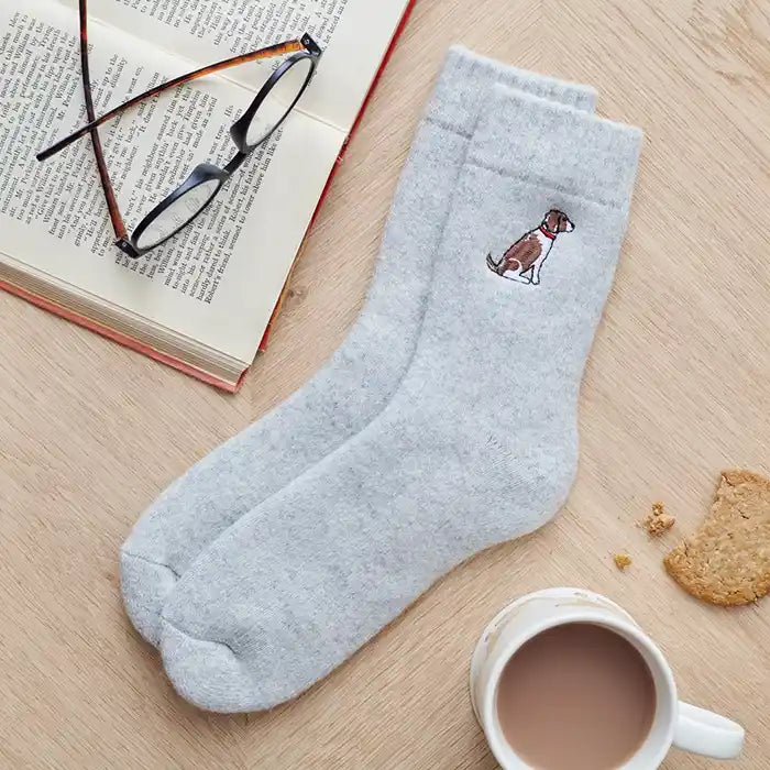 springer spaniel dog walking socks