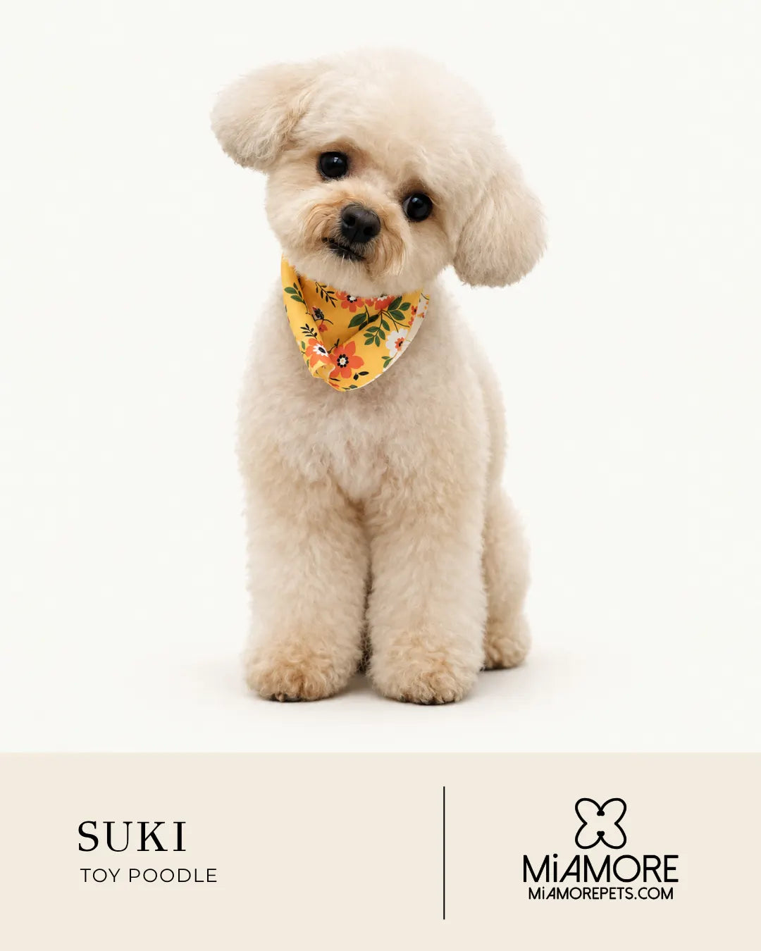 A small cream-colored toy poodle sits centered against a plain white background, wearing a bright yellow bandana with a floral print. Below the dog is a beige banner with the text 'SUKI TOY POODLE' and the MiAmore logo and website.