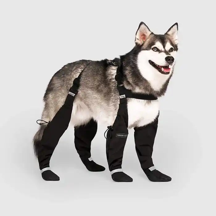 husky wearing suspender boots