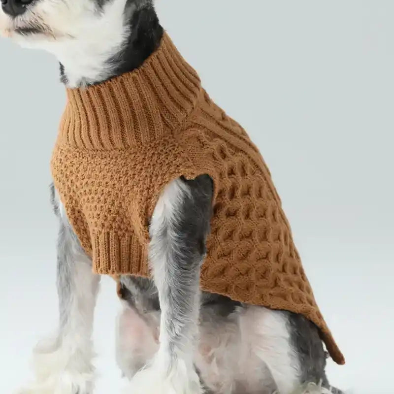 grey dog wearing a tan sweater - closeup