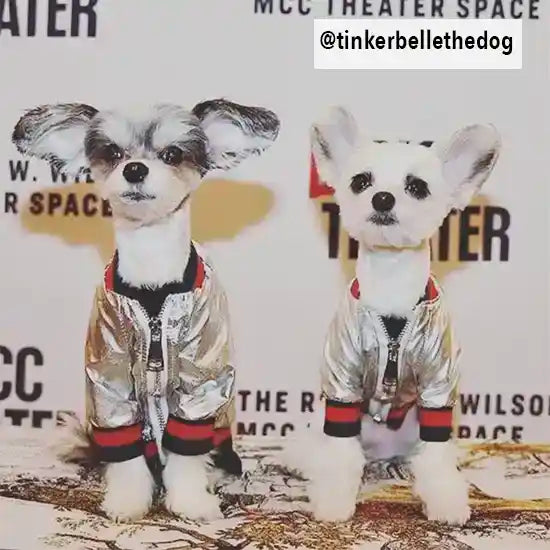 @tinkerbellethedog wearing metallic bomber dog jackets