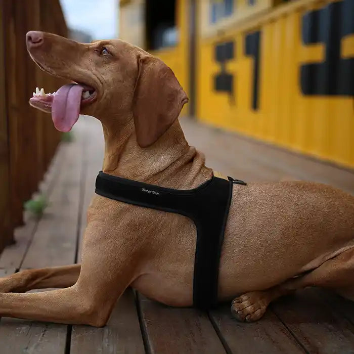 big dog wearing charlie's backyard town harness in black