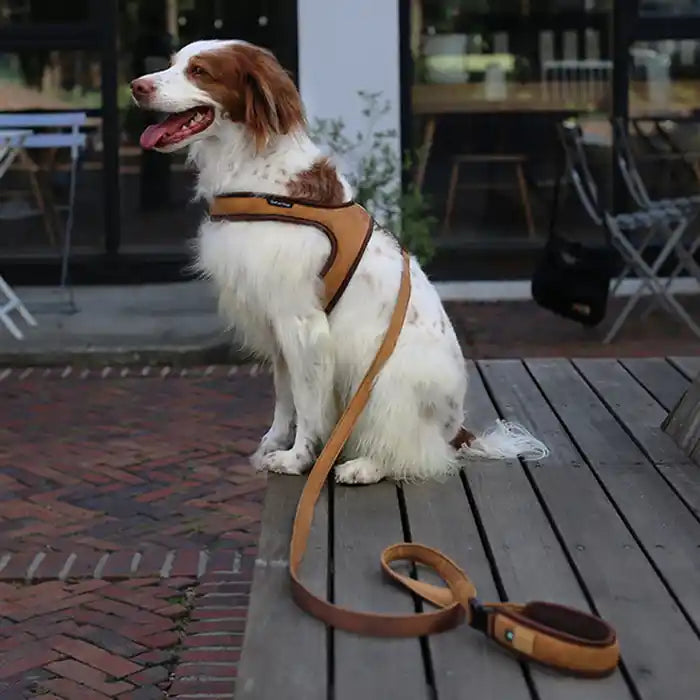 dog wearing charlie's backyard town harness in brown