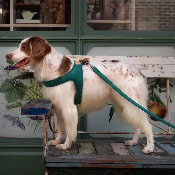 dog wearing charlie's backyard town harness in green 