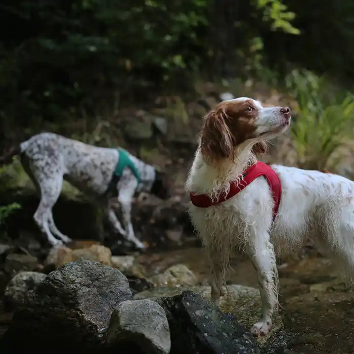 dogs playing in stream wearing Charlie's backyard town harness