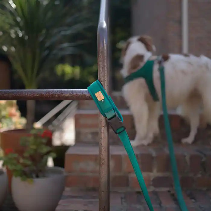 charlie's backyard town leash showing attached to stair rail