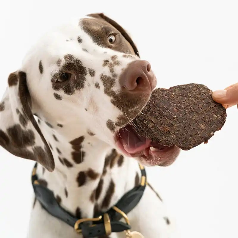 Dalmatian dog taking a tumeric bison jerky treat from a hand on a white background