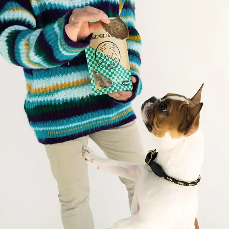 dog begging for sweet potato and venison treats