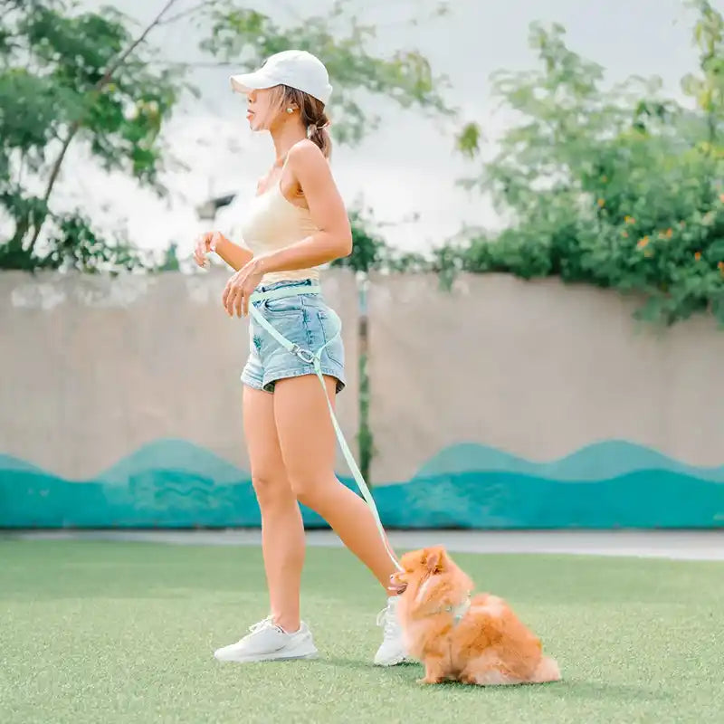 hands free jelly leash with pomeranian