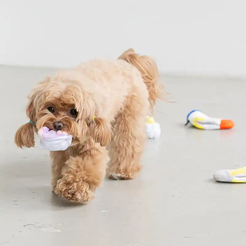 dog carrying nosework sock in mouth