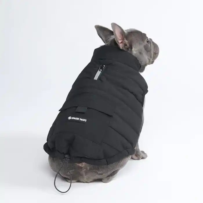 frenchie wearing black dog jacket