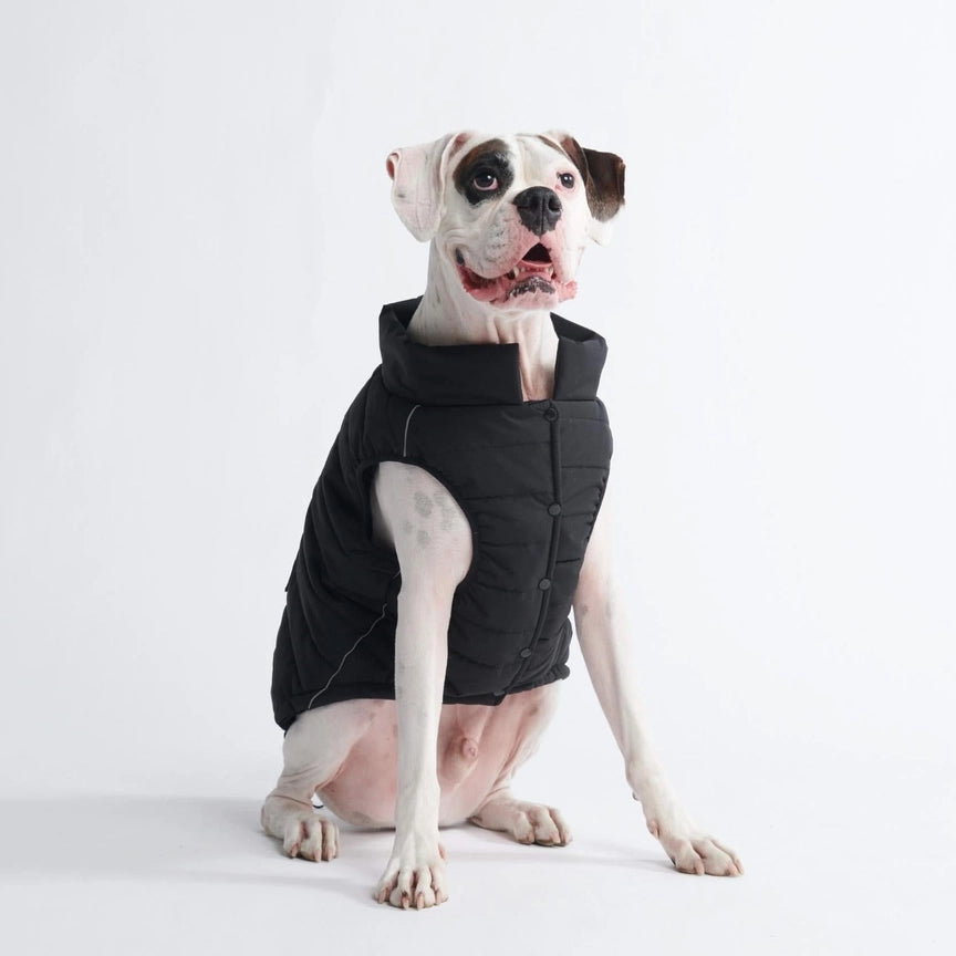 front view of pit bull wearing warmshield dog jacket