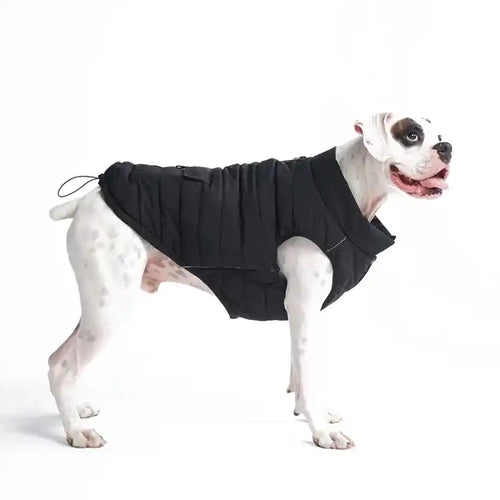 pit bull side view in black dog jacket