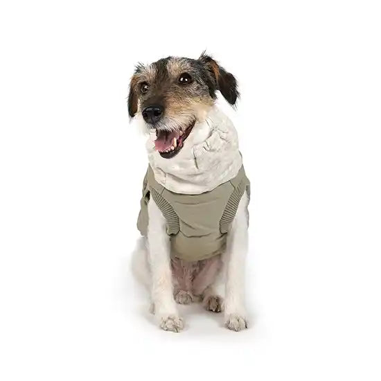 Dog jumpers pets at home hot sale