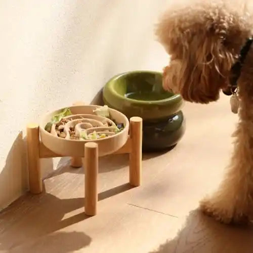 lifestyle shot of wave slow feeder ceramic pet bowl