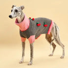 Whippet wearing a gray and pink sweater with cherry decorations on a beige background