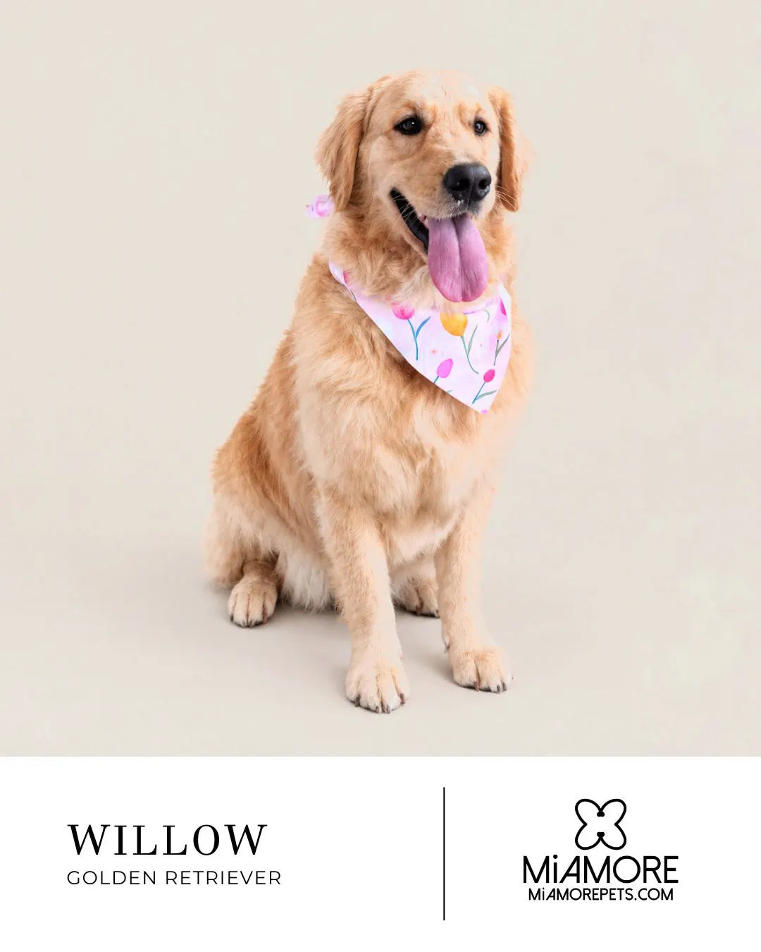 A golden retriever dog sits against a light beige studio background wearing a white bandana with a colorful floral print. The bottom of the image has a white banner with the text 'WILLOW GOLDEN RETRIEVER' and the MiAmore logo and website.