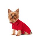 yorkie wearing red ralph lauren dog polo