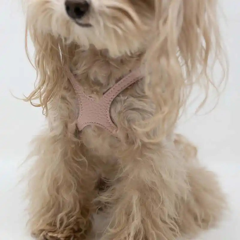  buddy belt pet harness front view with dog