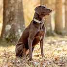 up country gray buffalo check dog collar lifestyle